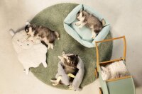 Beeztees Hundebett X-Cross - Grau