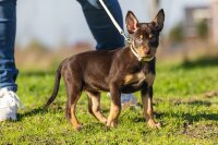 Beeztees Welpen-Set mit Halsband und Leine, Gelb