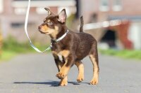 Mit dem Beeztees Tori Puppy Set geben Sie Ihrem Hund ein Halsband und eine Leine, die perfekt zusammenpasst Dieses Halsband ist mit einer Schnalle versehen, die das Anziehen des Halsbandes erleichtert