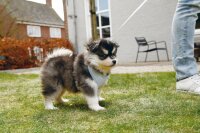 Beeztees Hundegeschirr, groß, Blau