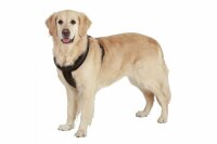 ART SPORTIV PLUS GESCHIRR CROSS SCHWAR 25MM 48-55CM