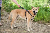 Autosicherheitsgeschirr Sicherheitsgurt für Hunde L 50-70cm